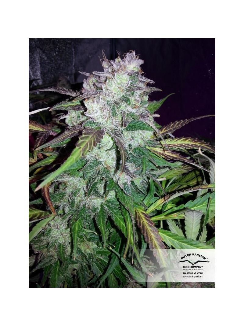 SnowStorm #2 Auto, Фасовка: 7, изображение 2