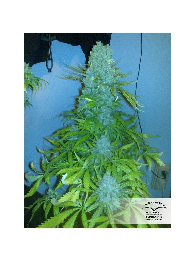 The Ultimate, Фасовка: 5, изображение 5