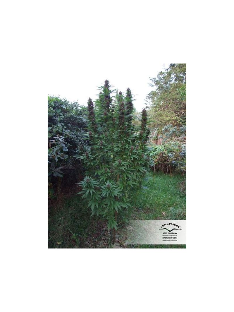 Purple #1, Фасовка: 3, изображение 3