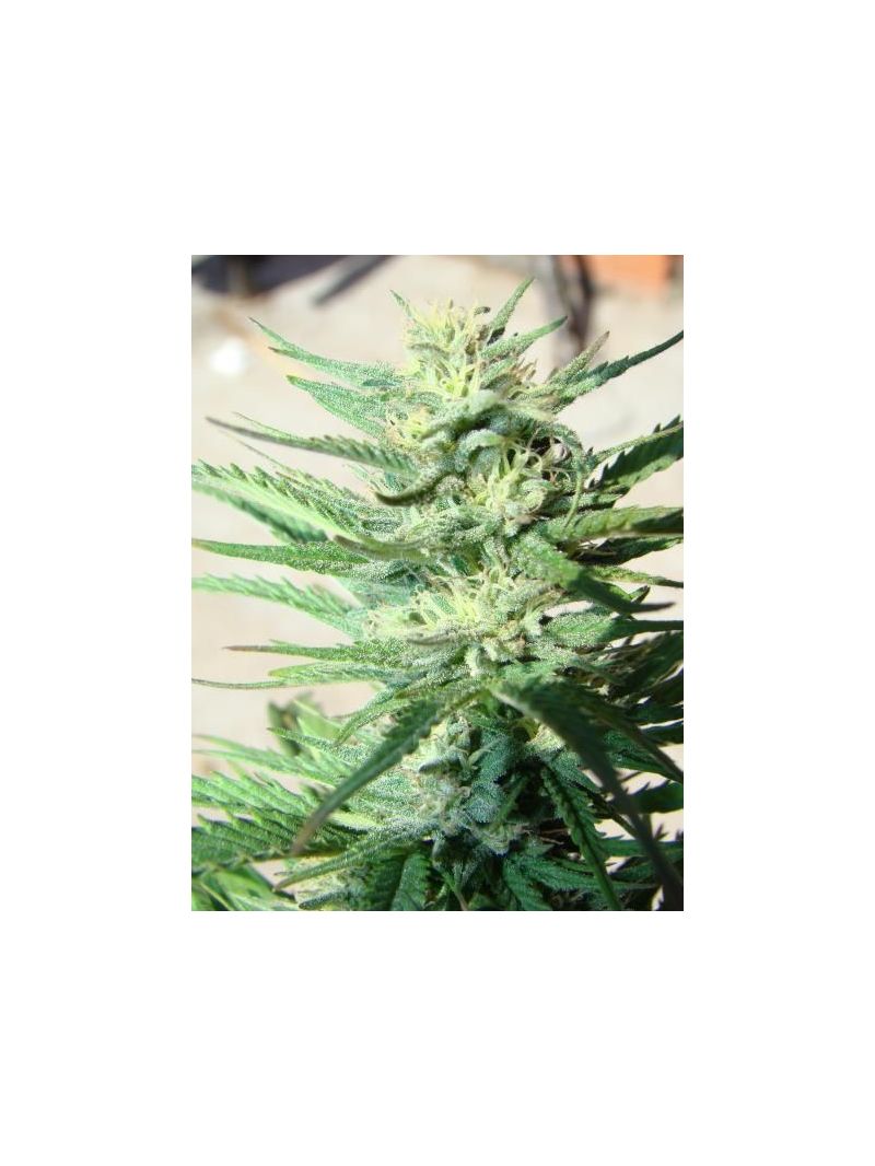 Durban Poison Auto, Фасовка: 3, изображение 6