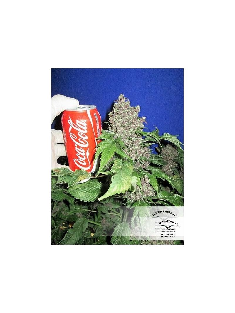 Frisian Duck, Фасовка: 3, изображение 4