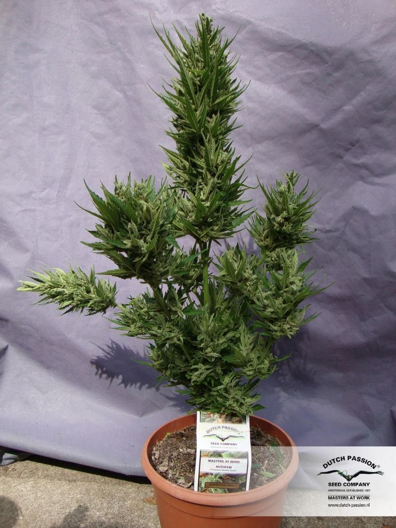 Frisian Dew Auto, Фасовка: 3, изображение 2