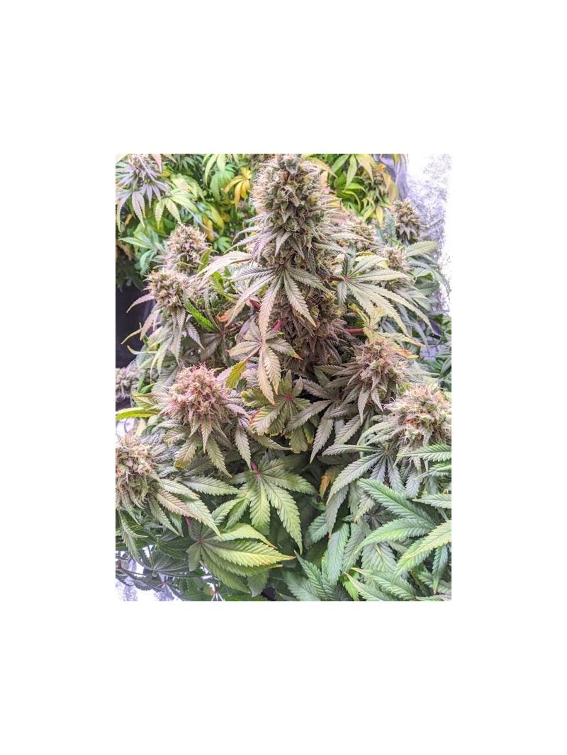 Passion Fruit, Фасовка: 3, изображение 3