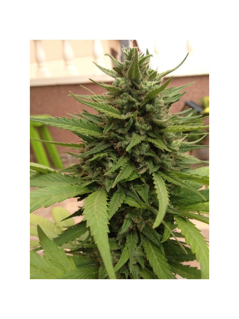 Blueberry Auto, Фасовка: 7, изображение 7