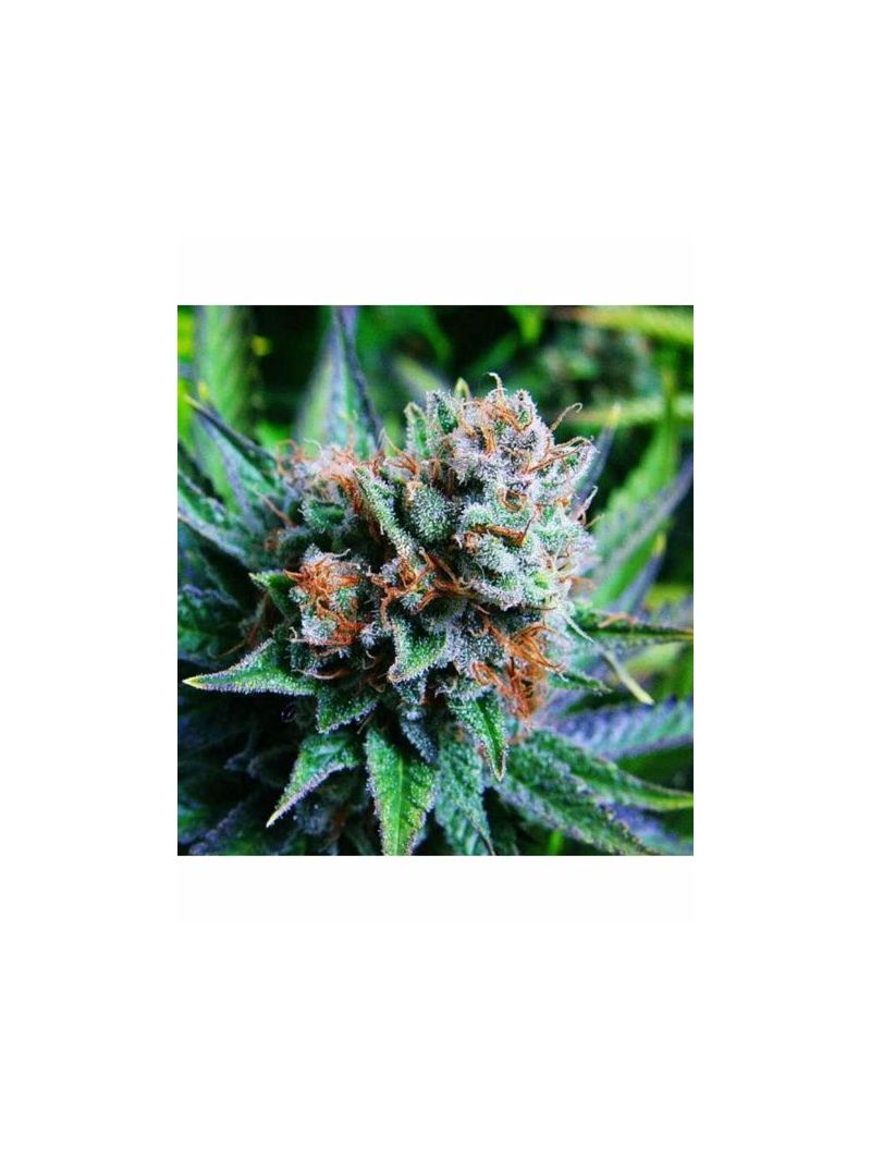 Blueberry Auto, Фасовка: 3