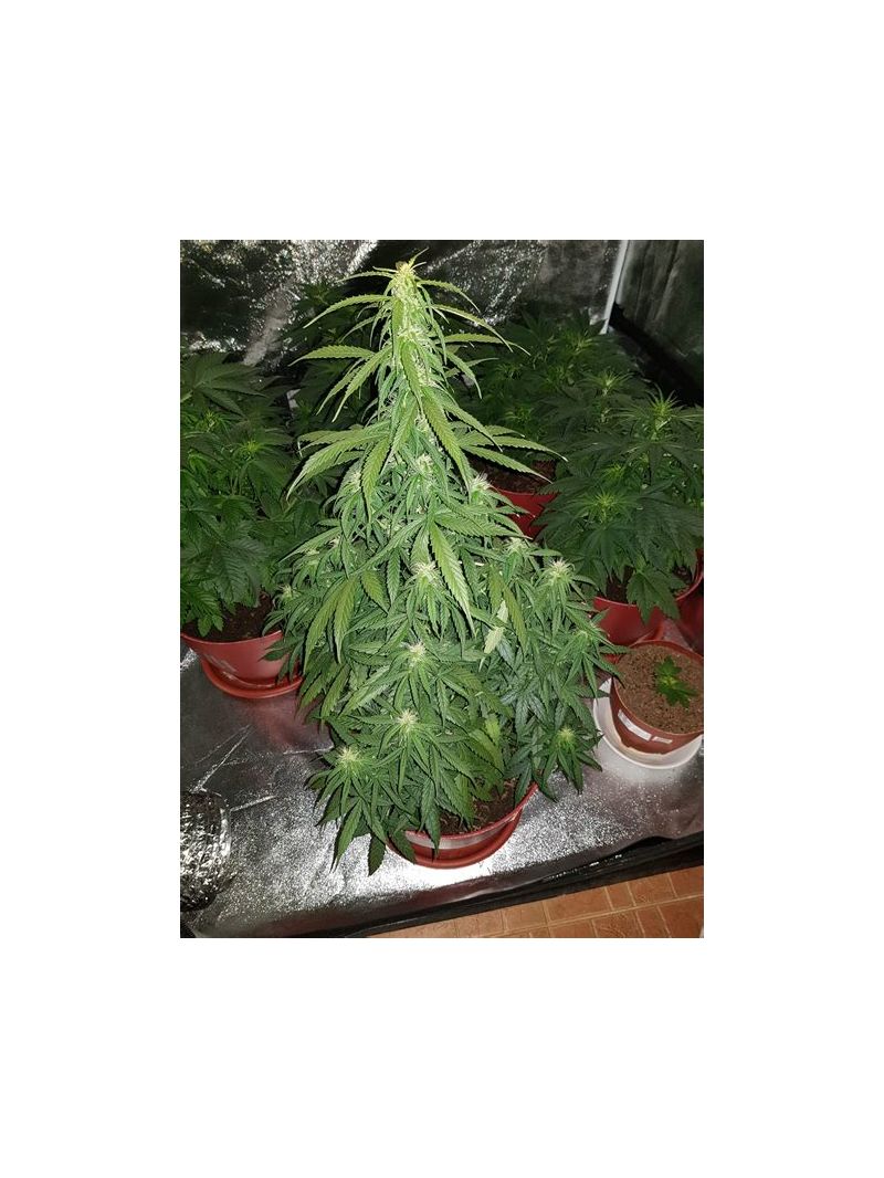 Big Bud Auto, Фасовка: 3, изображение 2