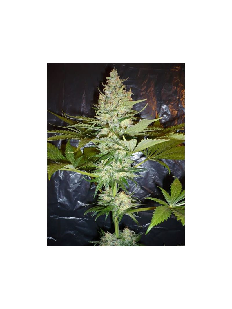 Wonder Woman Auto, Фасовка: 5