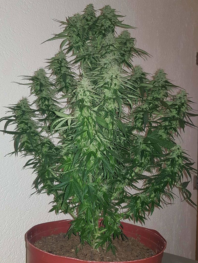 Big Bud Auto, Фасовка: 3, изображение 3