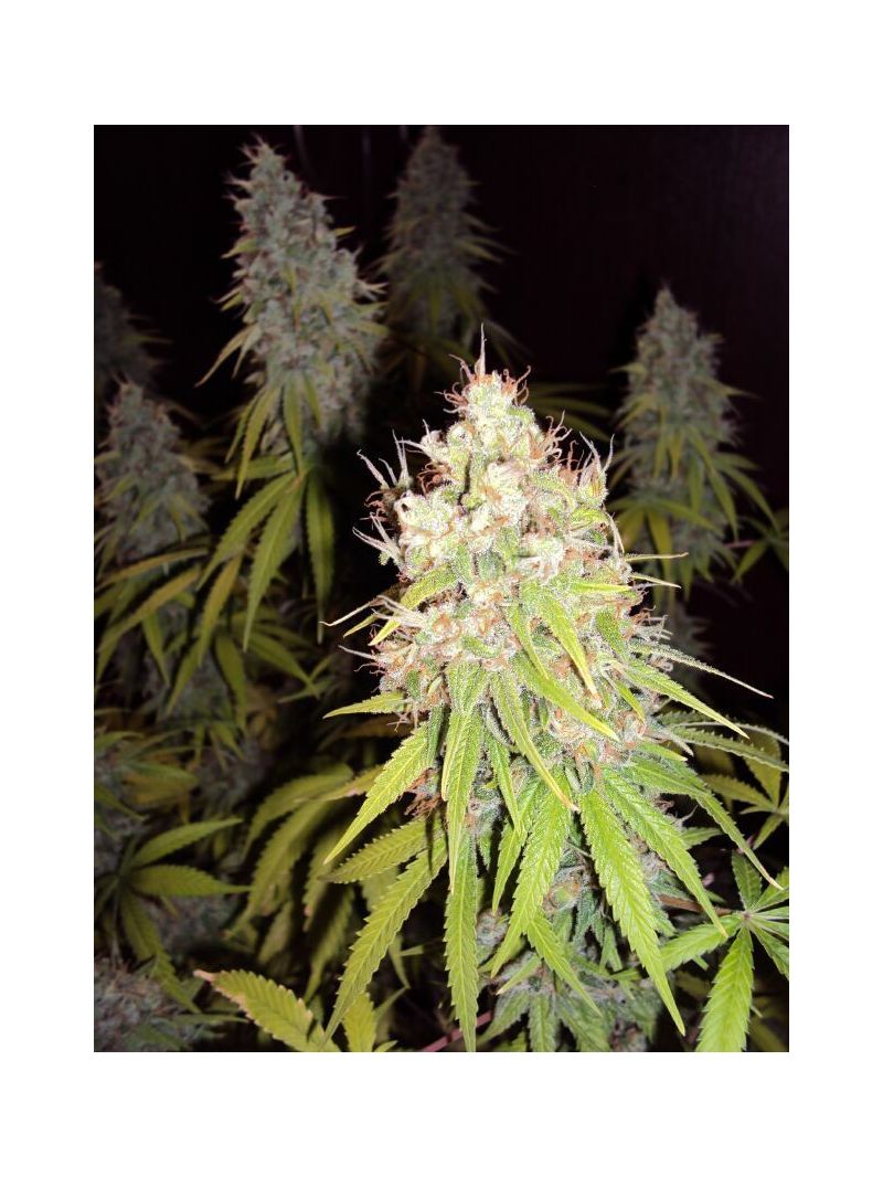 Jack 47, Фасовка: 3+1, изображение 2