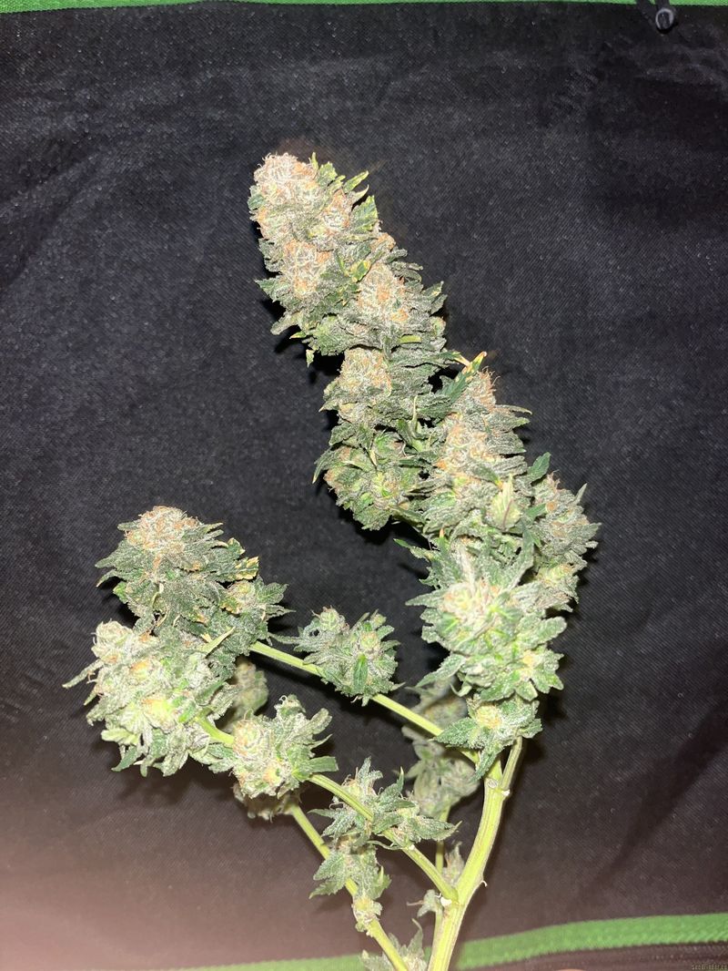 K-2, Фасовка: 3, изображение 2