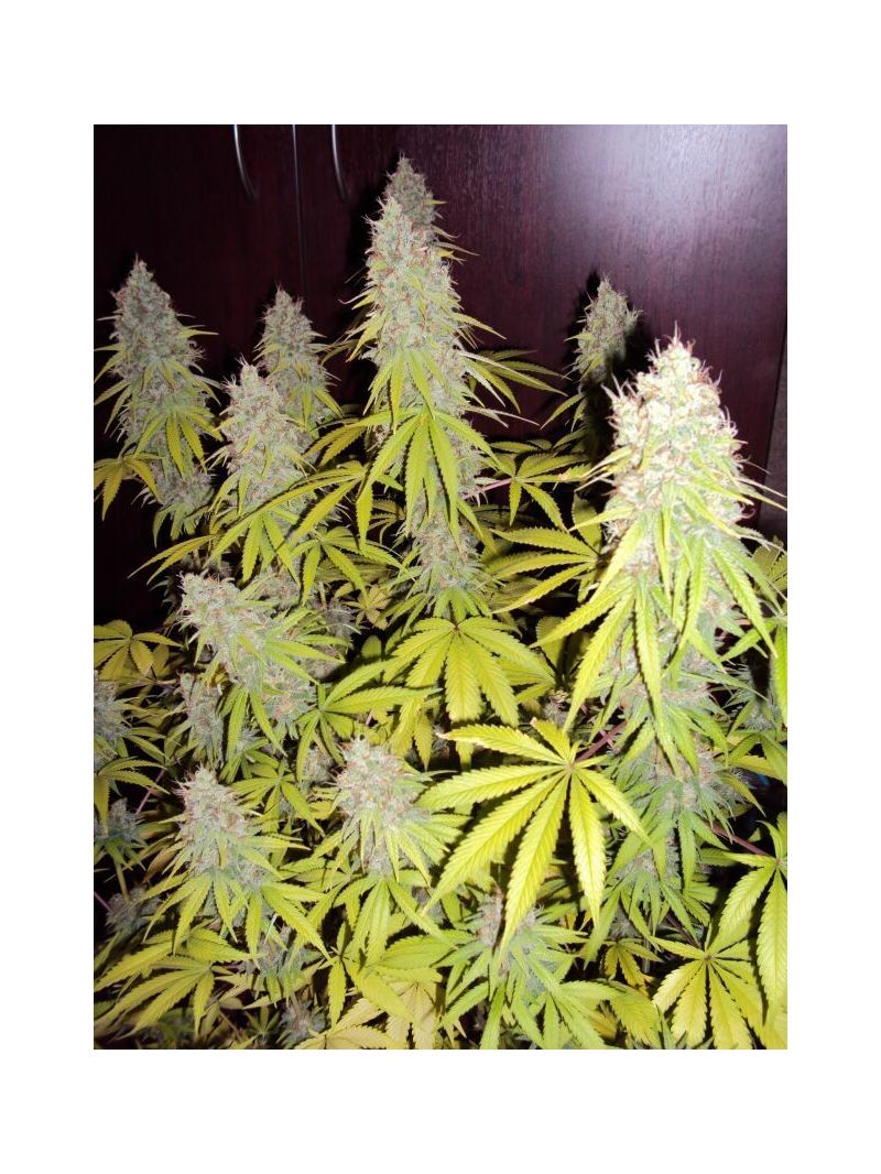 Jack 47, Фасовка: 3+1, изображение 3