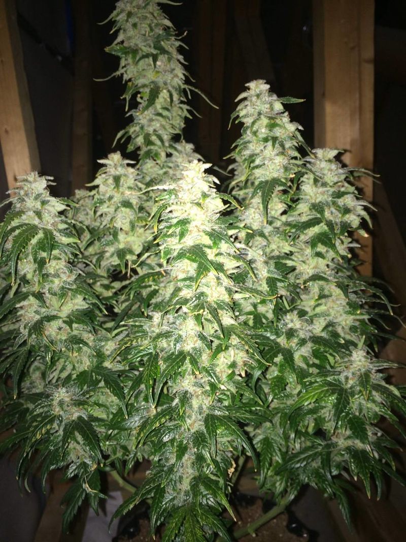 Lemon OG Haze Auto, Фасовка: 5, изображение 3