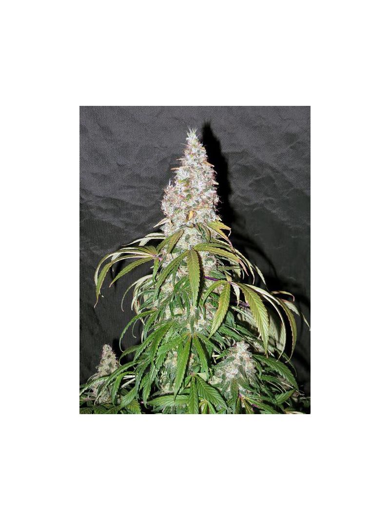 Sativas Sour Diesel, Фасовка: 3, изображение 3