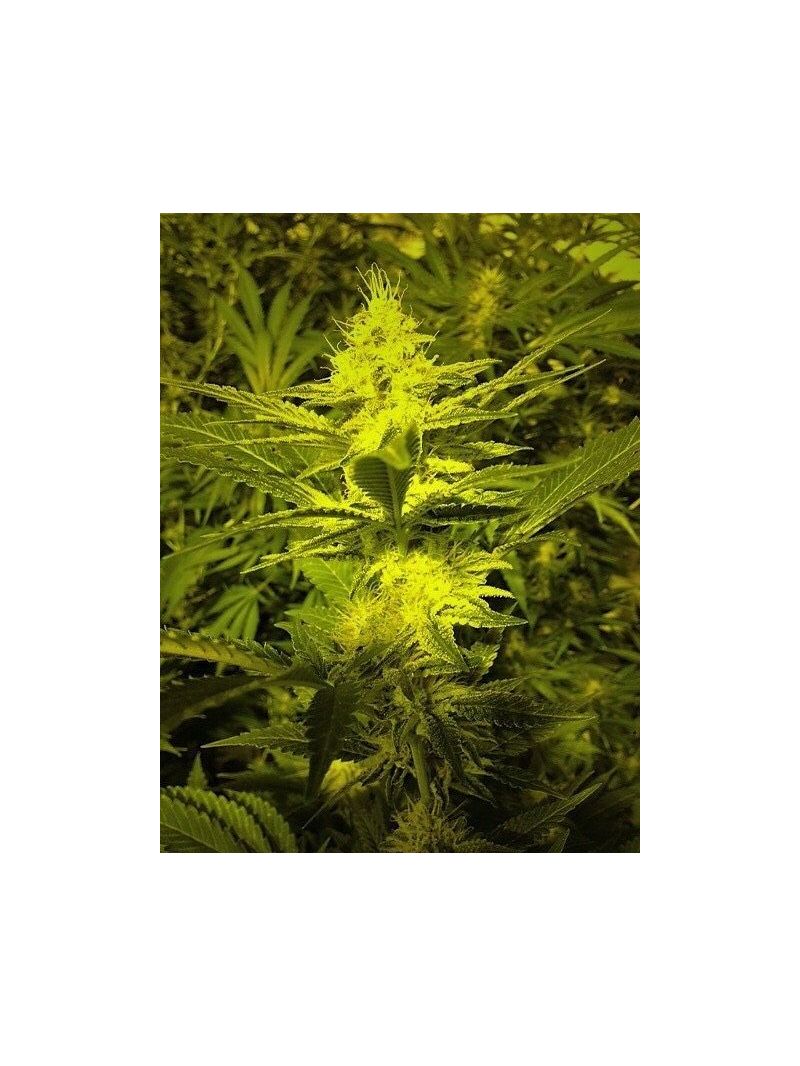Jamaican Star Auto, Фасовка: 5, изображение 2