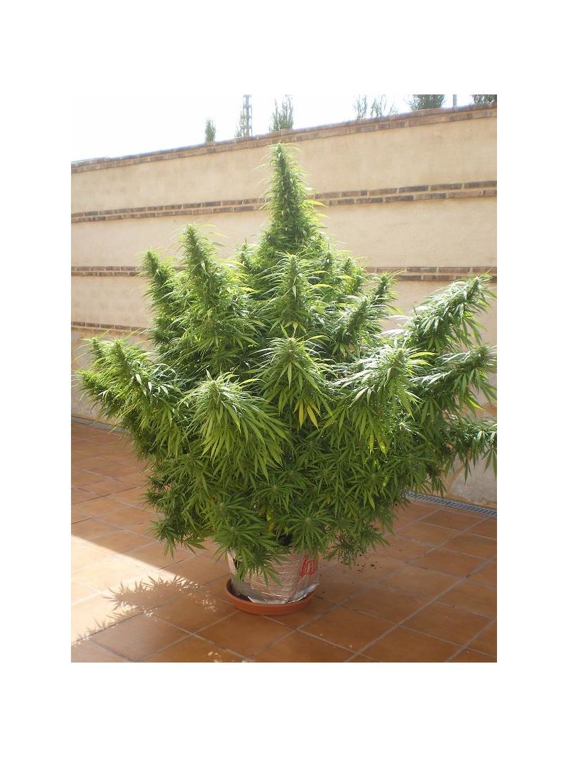 Cream Caramel Auto, Фасовка: 5+2, изображение 7