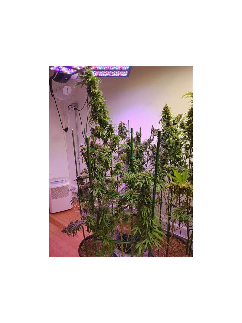 Pre-99 Big Bud, Фасовка: 10, изображение 2