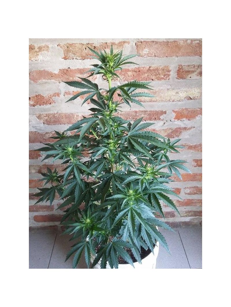 Black Jack, Фасовка: 3+1, изображение 2