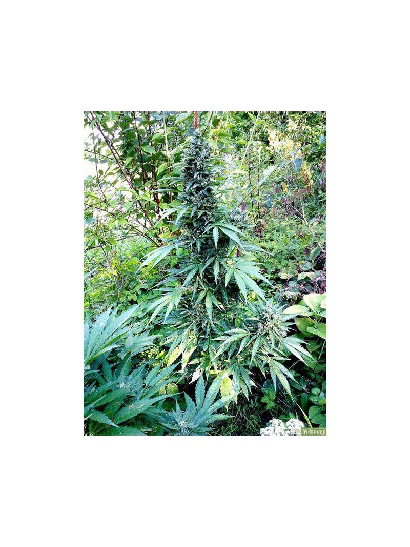 Blue Mystic Auto, Фасовка: 5, изображение 4