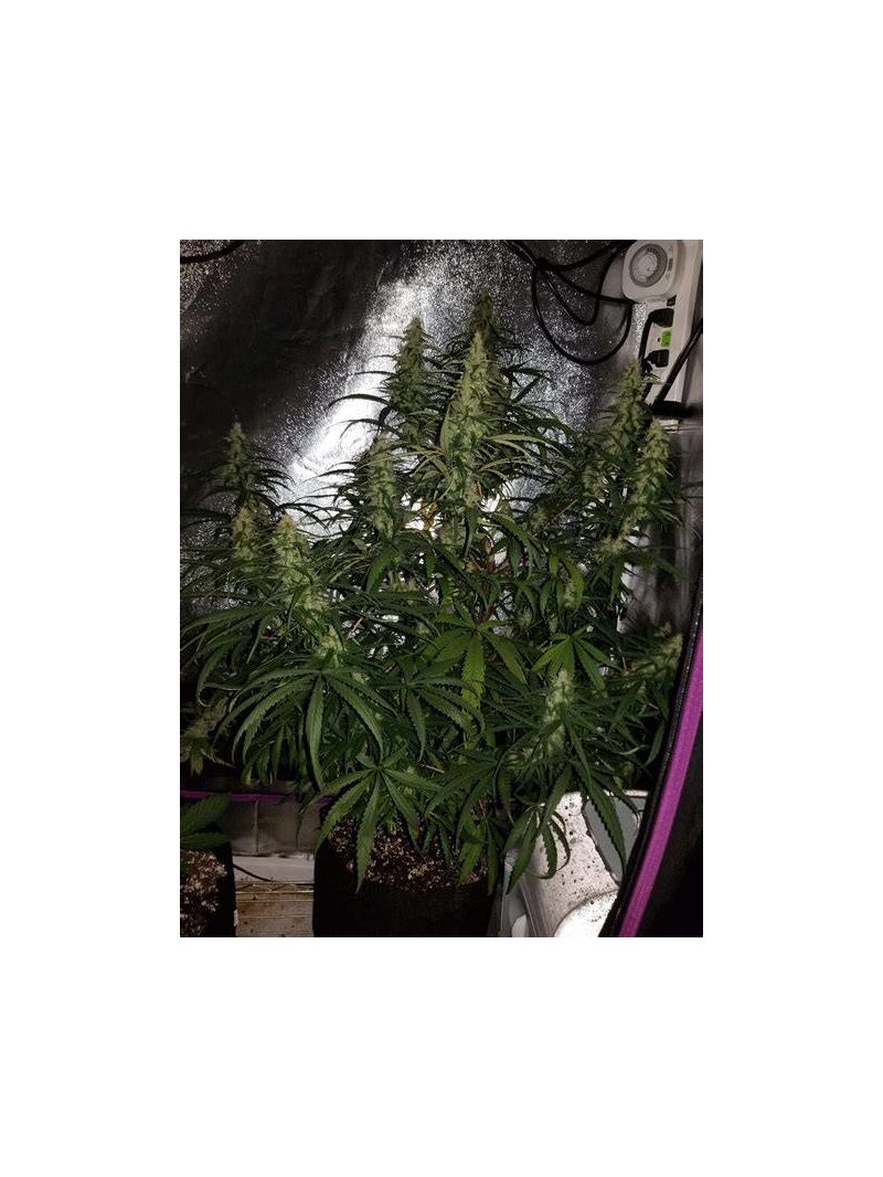 Sterling Haze, Фасовка: 3, изображение 2