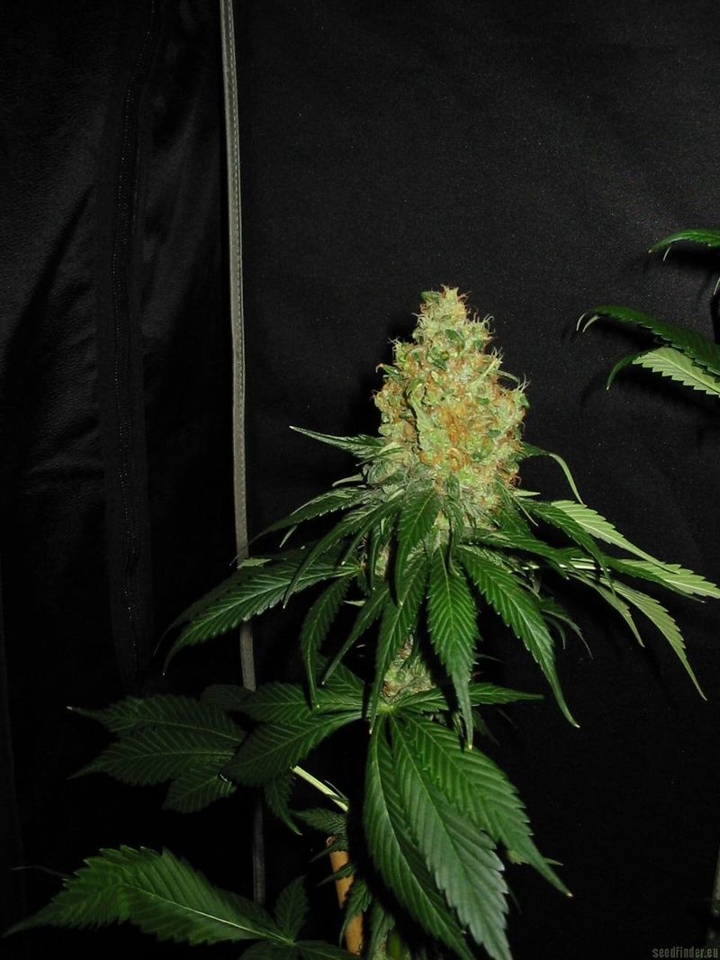 Blue Mystic, Фасовка: 5, изображение 4