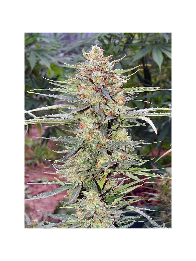 Cream Caramel, Фасовка: 3+1, изображение 3