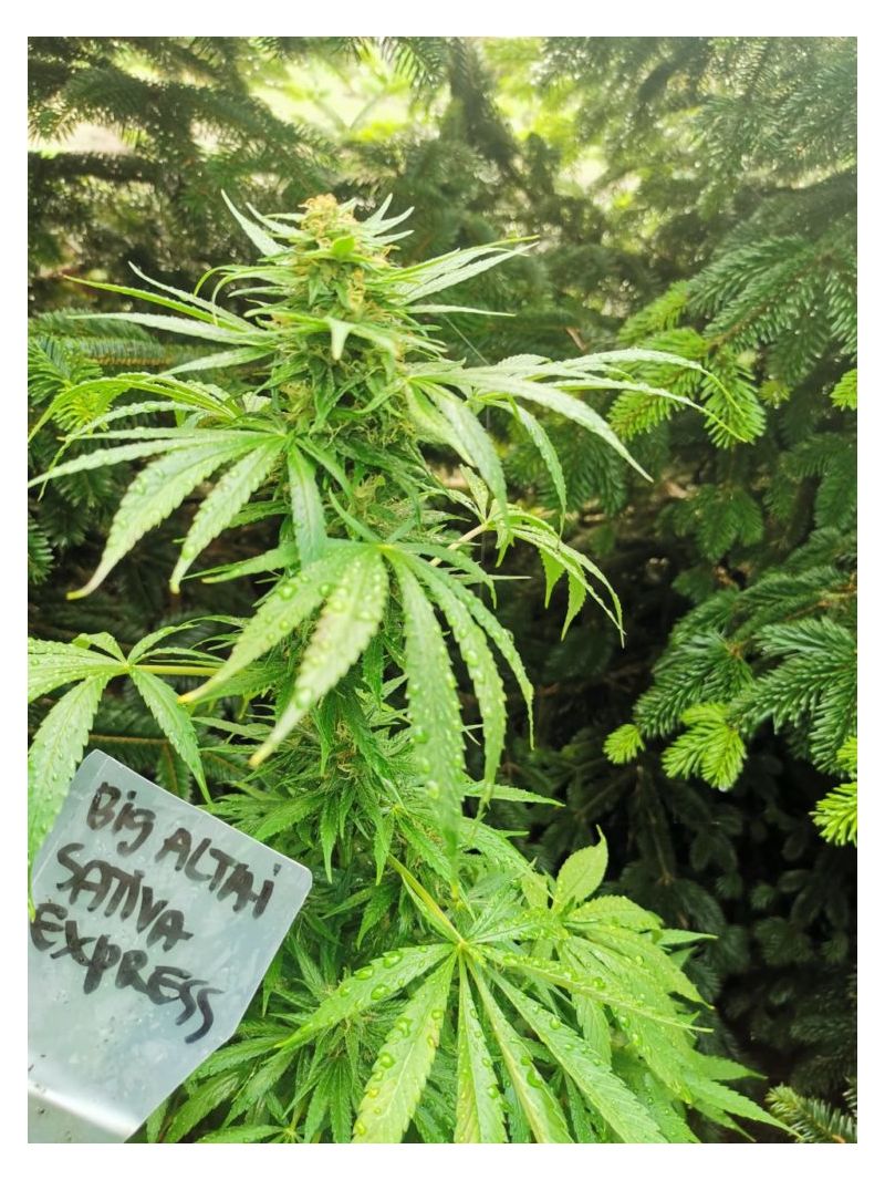 Big Altai Sativa Express, Фасовка: 5, изображение 3