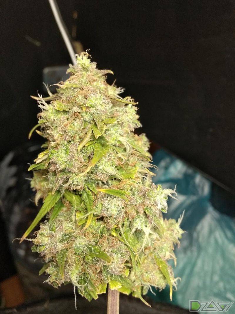 Auto Diesel, Фасовка: 3+1