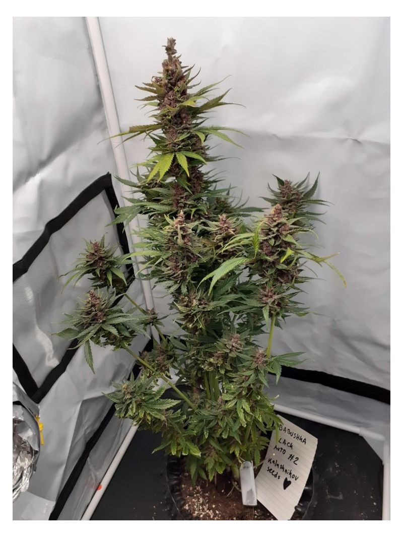 Babushka Black Auto, Фасовка: 10, изображение 5