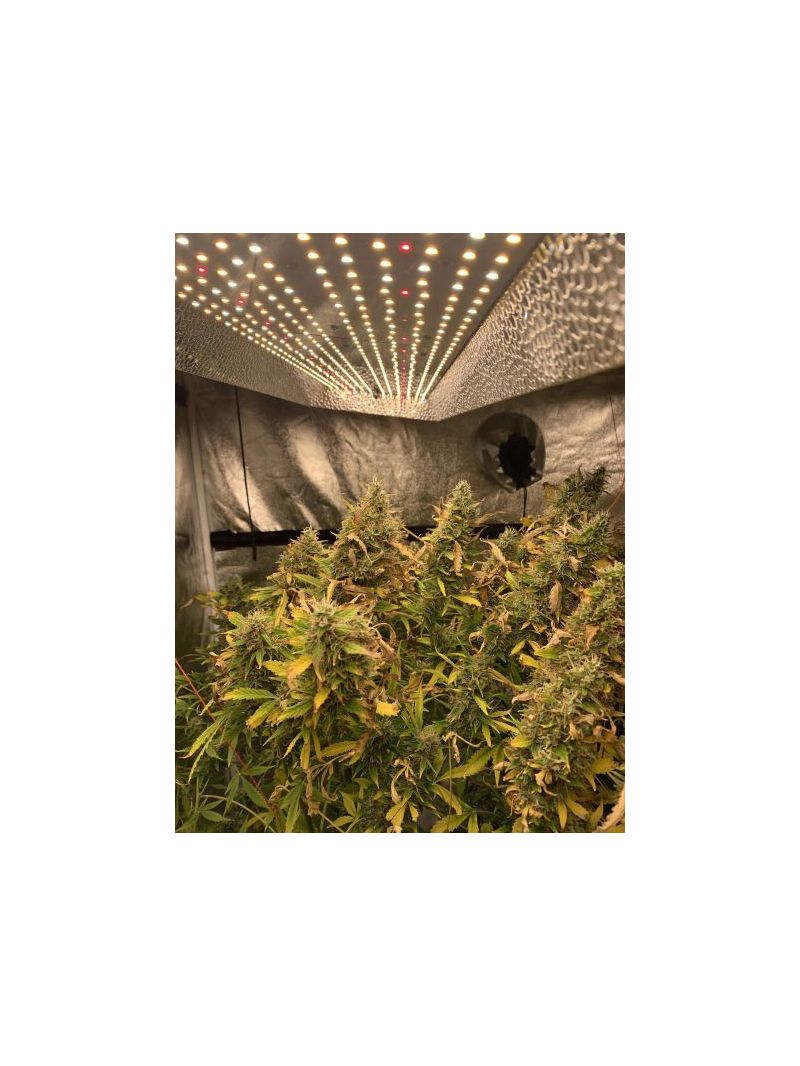 Auto Cookies XL, Фасовка: 5, изображение 2