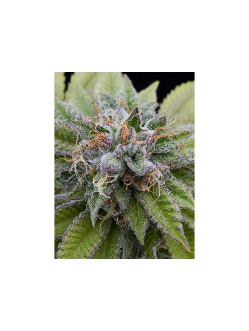 Auto Bubba Kush XL, Фасовка: 5, изображение 2