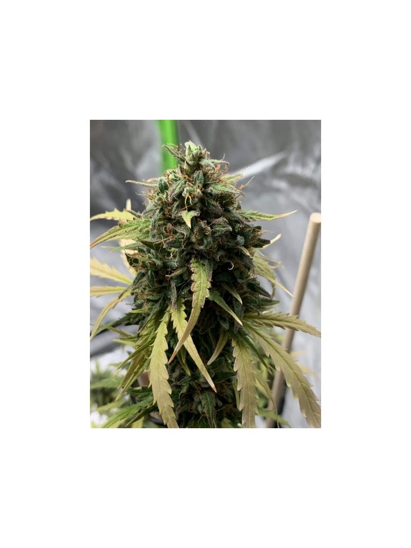 Auto Do-Si-Dos XL, Фасовка: 5, изображение 3