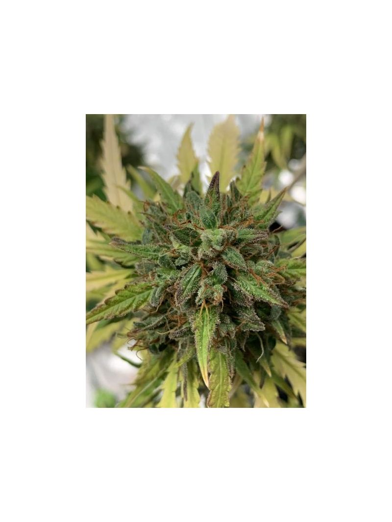 Auto Do-Si-Dos XL, Фасовка: 5, изображение 4