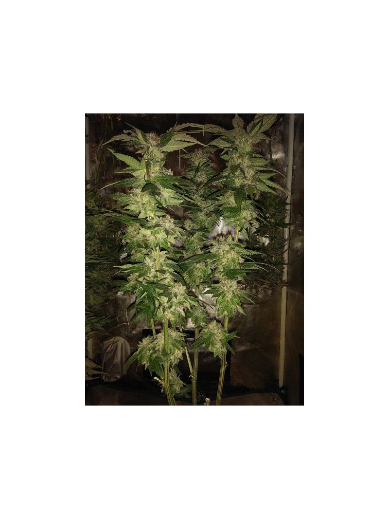Auto Bubba Kush XL, Фасовка: 5