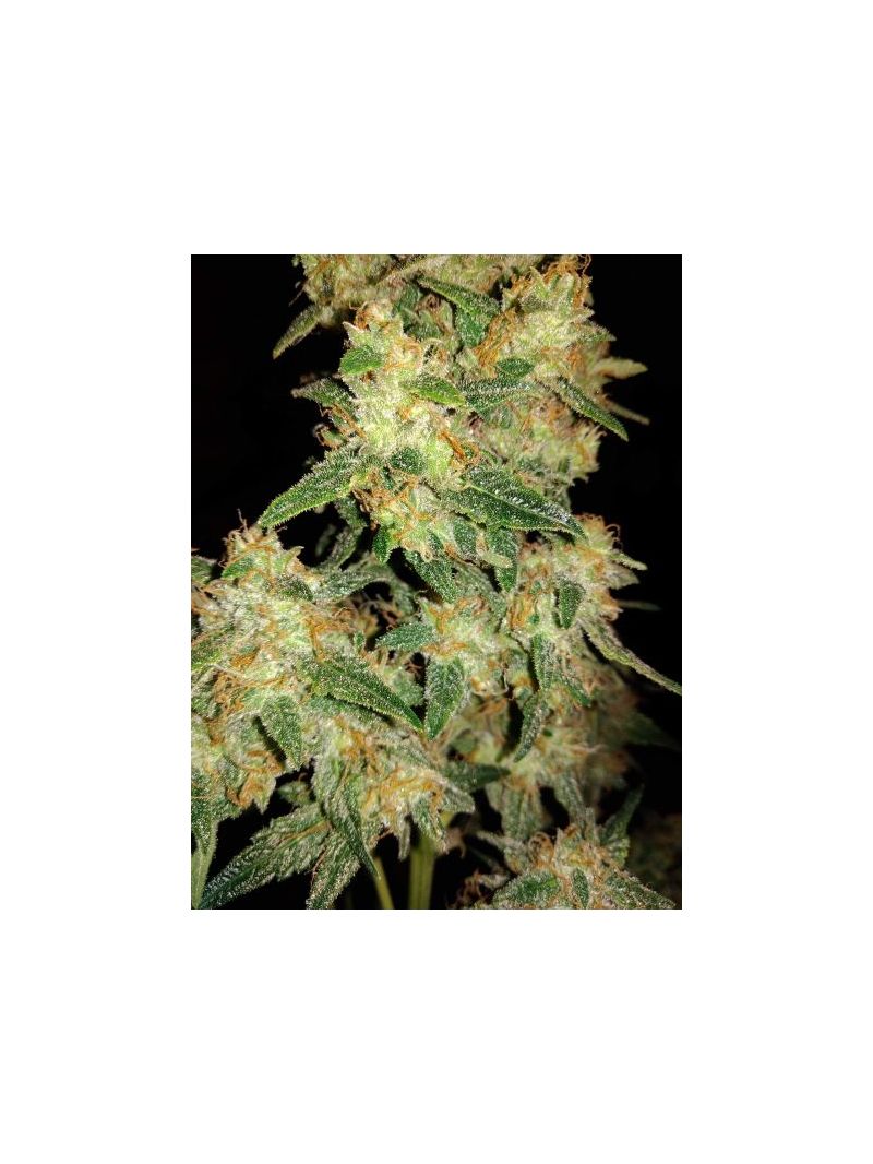 Auto Bubble Gum XL, Фасовка: 5, изображение 3