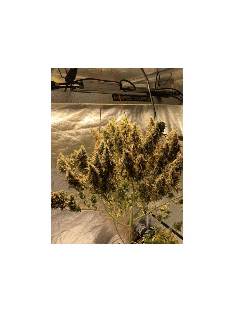 Auto Cookies XL, Фасовка: 5, изображение 3