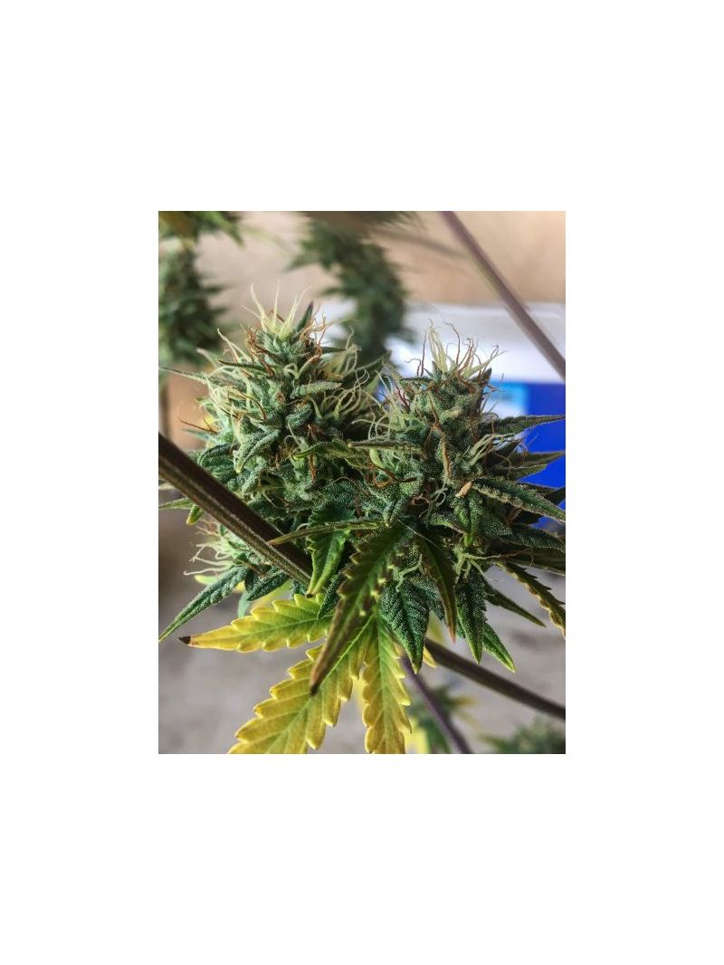 Auto Cookies XL, Фасовка: 5, изображение 6