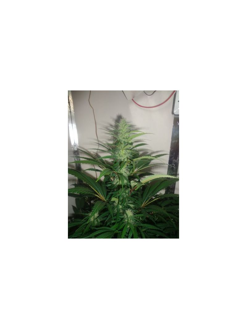 AK Skunk, Фасовка: 5, изображение 4