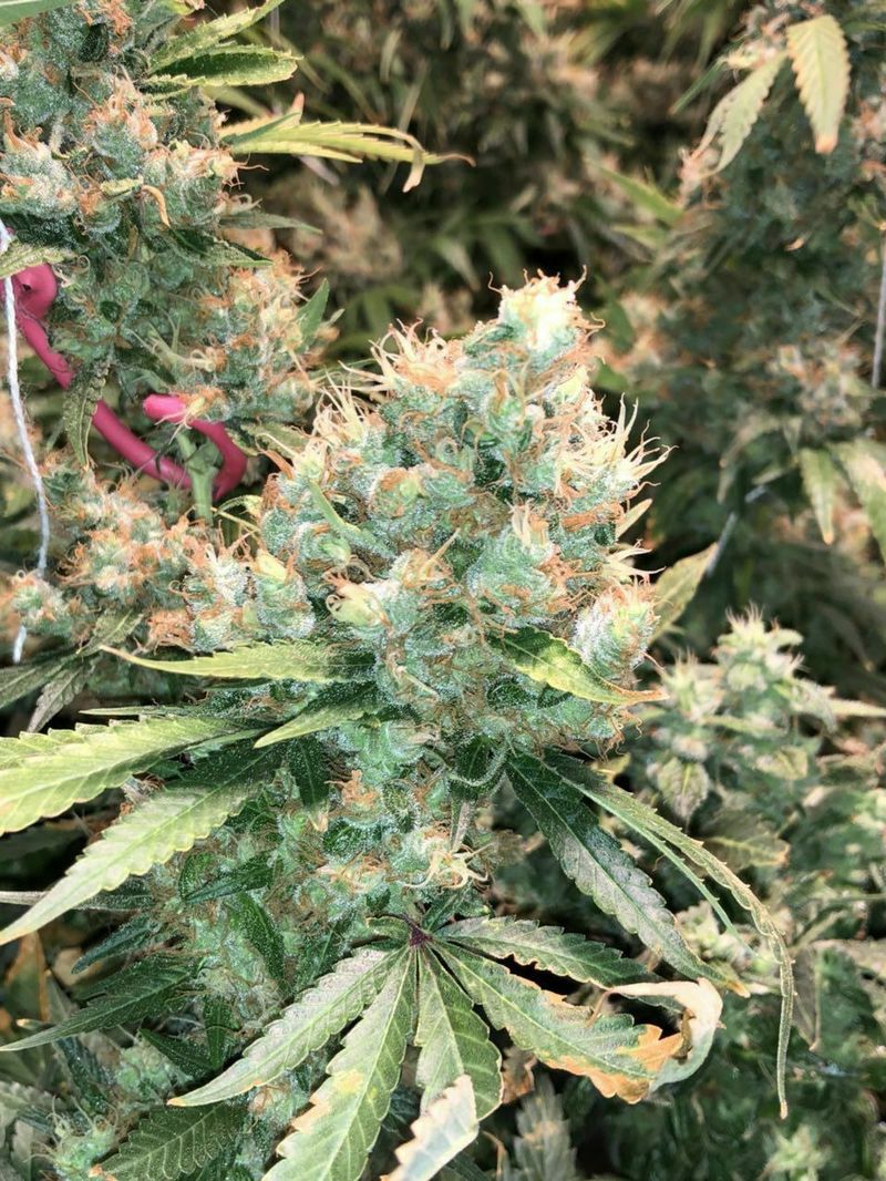 Skywalker Shatter Auto, Фасовка: 3