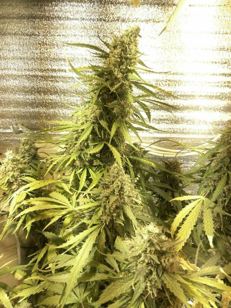 Ak-Gold, Фасовка: 10, изображение 2