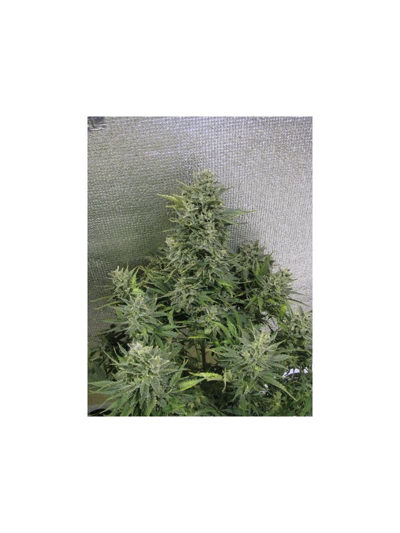 Automatic White Widow (X Seeds), Фасовка: 5, изображение 4