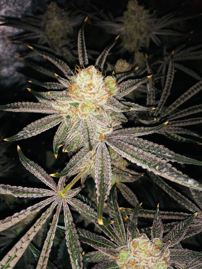 Candy House, Фасовка: 3, изображение 2