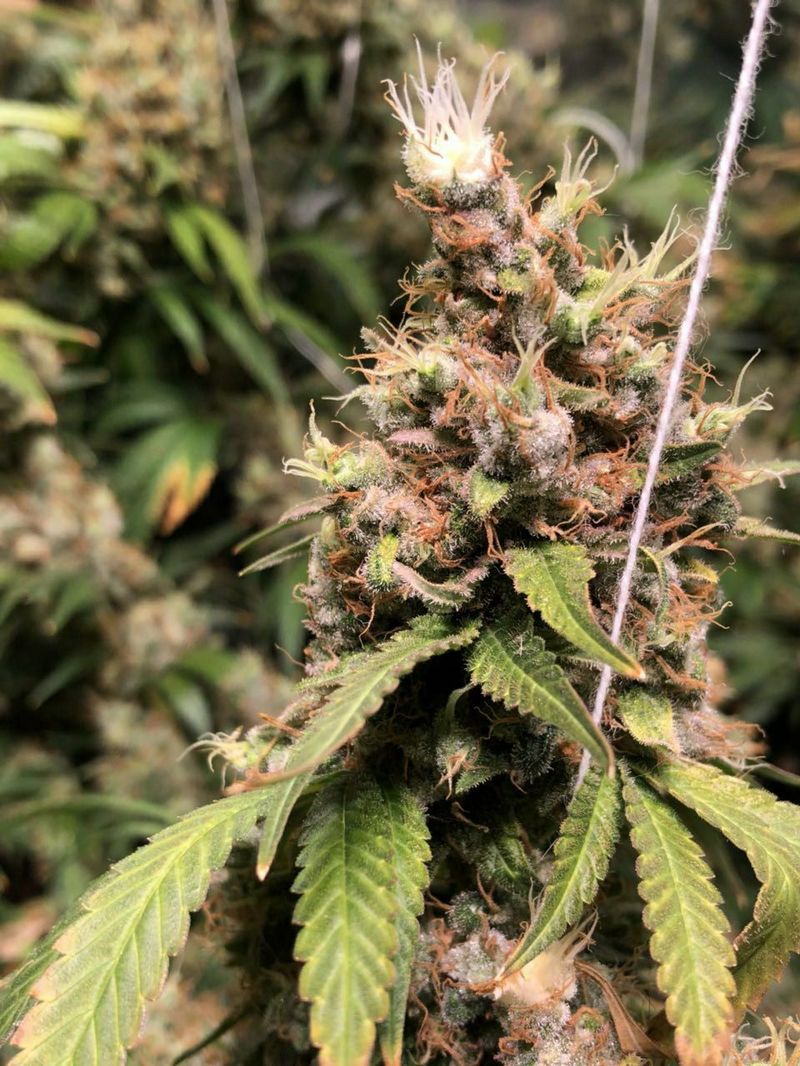 Ice Cream, Фасовка: 3, изображение 2