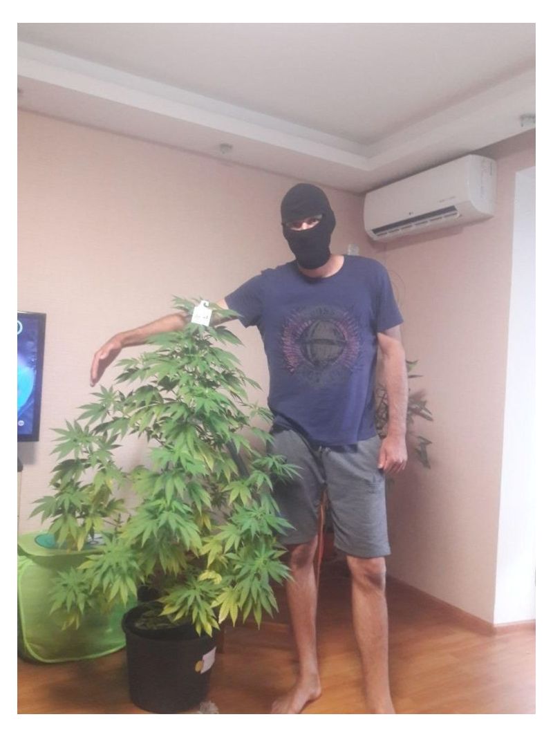 AK Skunk Auto, Фасовка: 3, изображение 4