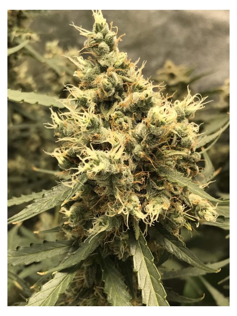 AK Skunk Auto, Фасовка: 3, изображение 2