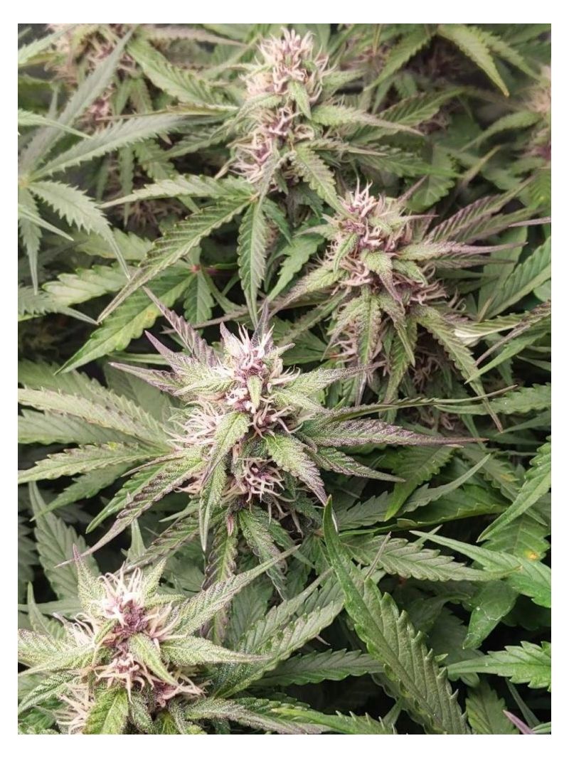 Babushka Black Auto, Фасовка: 10, изображение 4