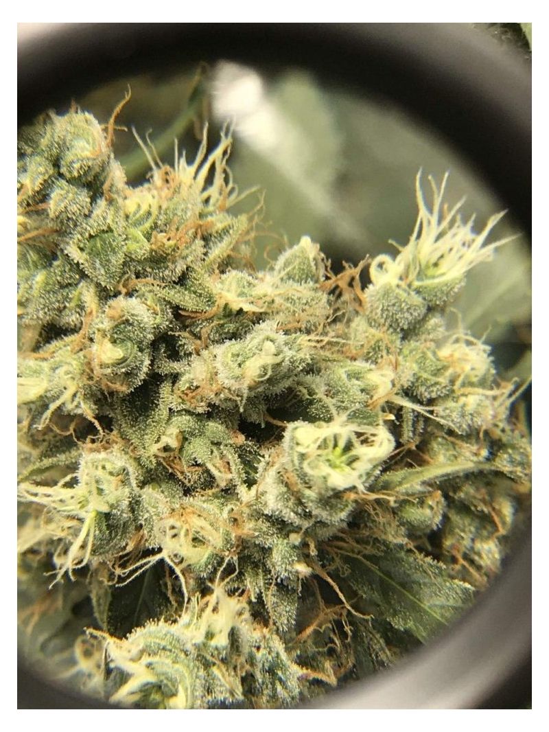 AK Skunk Auto, Фасовка: 3, изображение 5