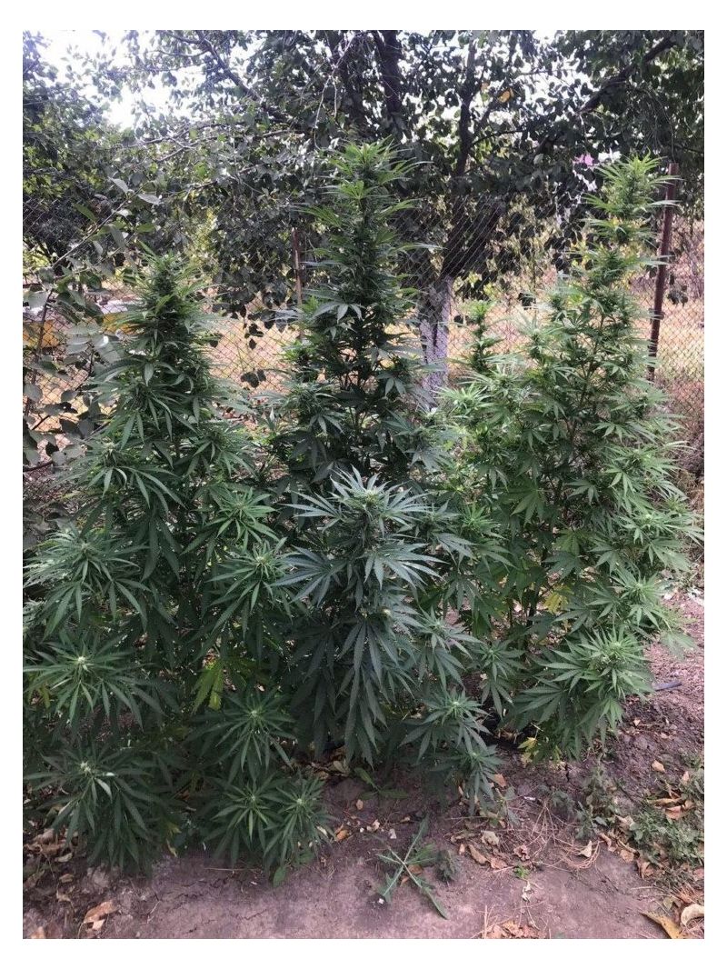 Amnesia Molotov, Фасовка: 5, изображение 3