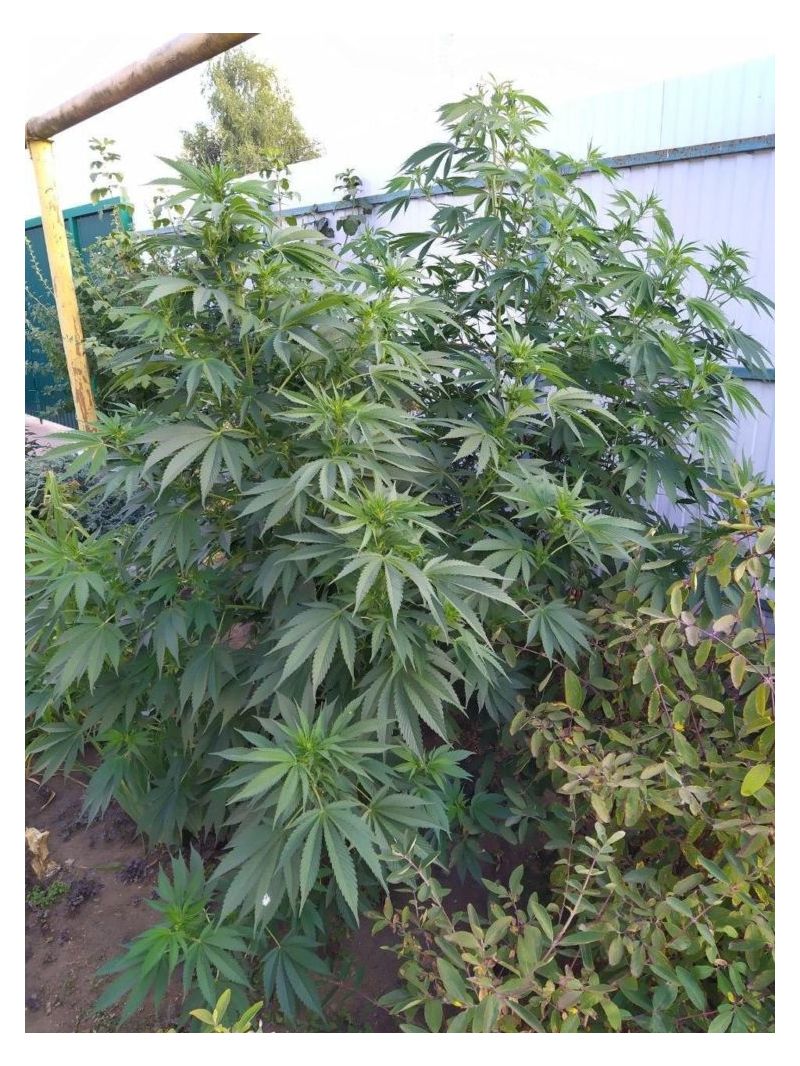 AK Skunk, Фасовка: 5, изображение 5