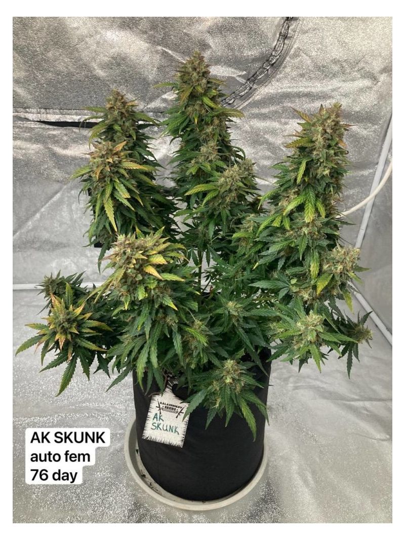 AK Skunk, Фасовка: 5, изображение 7
