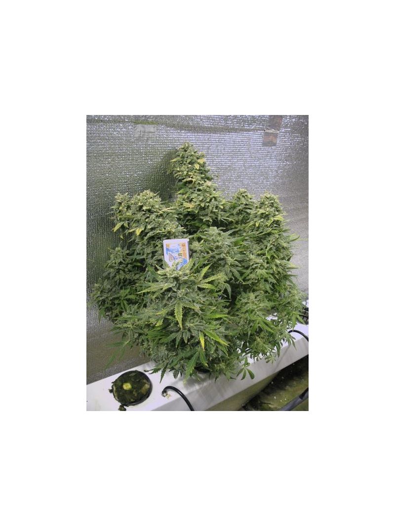 Automatic White Widow (X Seeds), Фасовка: 5, изображение 3